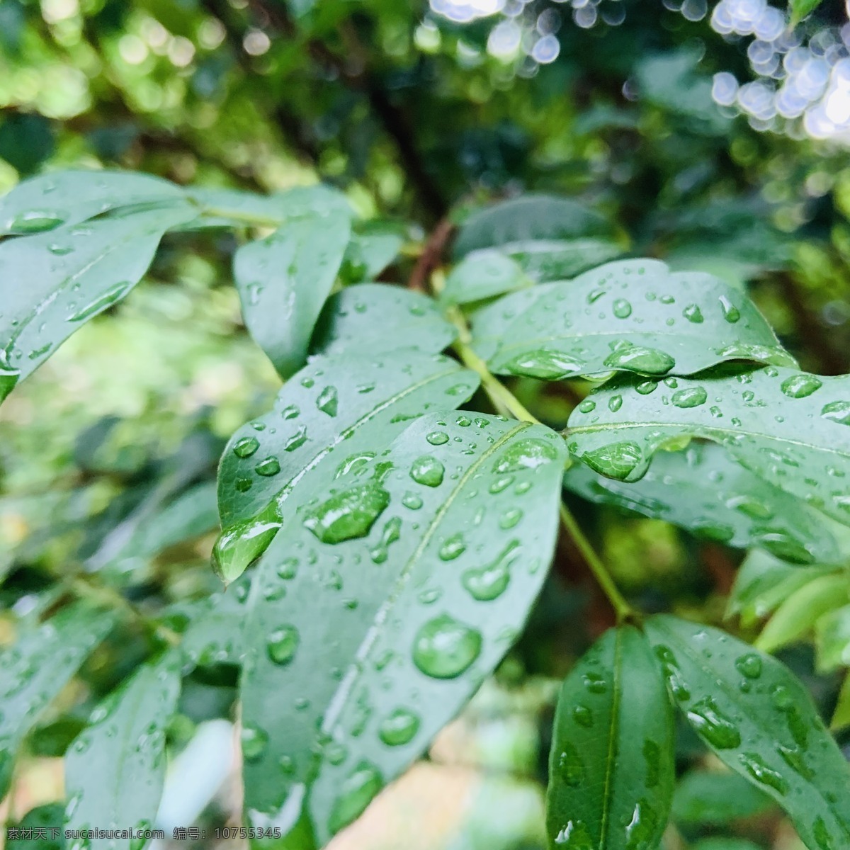 雨滴 树叶 绿色 春天 雨 自然 自然景观 自然风景