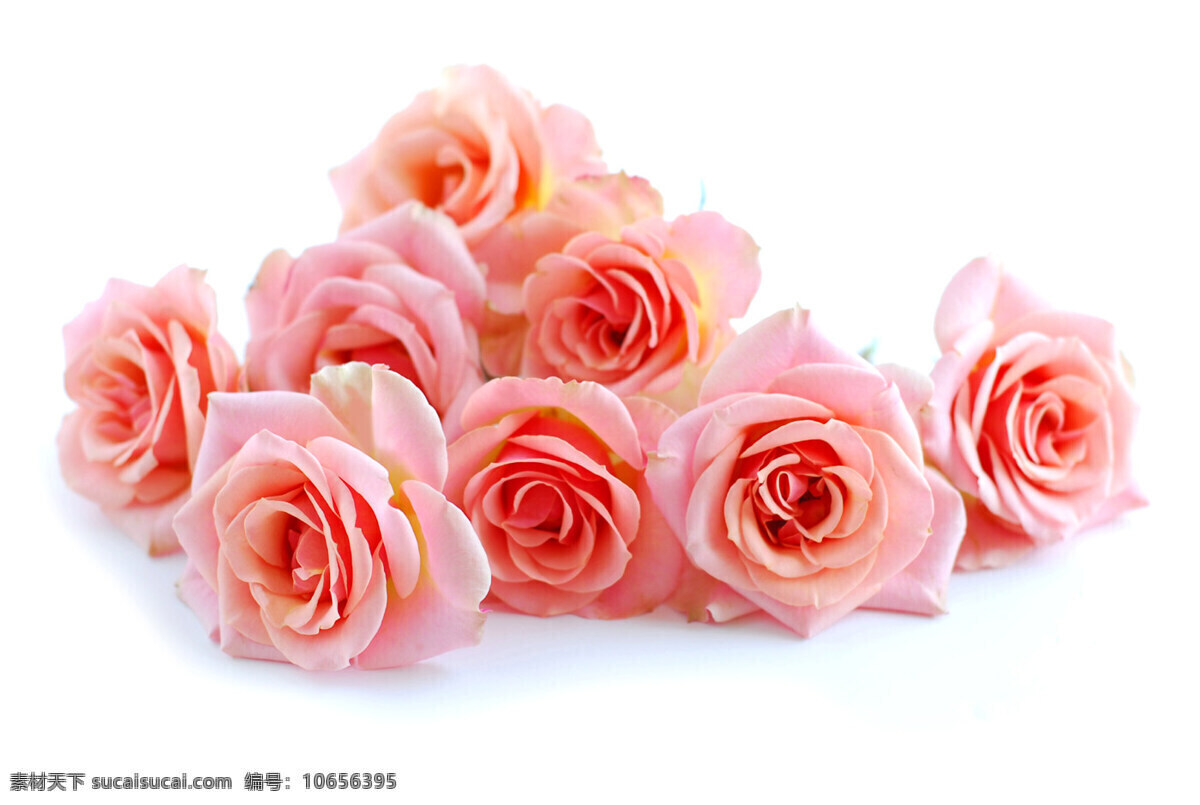 高清 粉 玫瑰花 粉色玫瑰 粉色花朵 玫瑰 鲜花