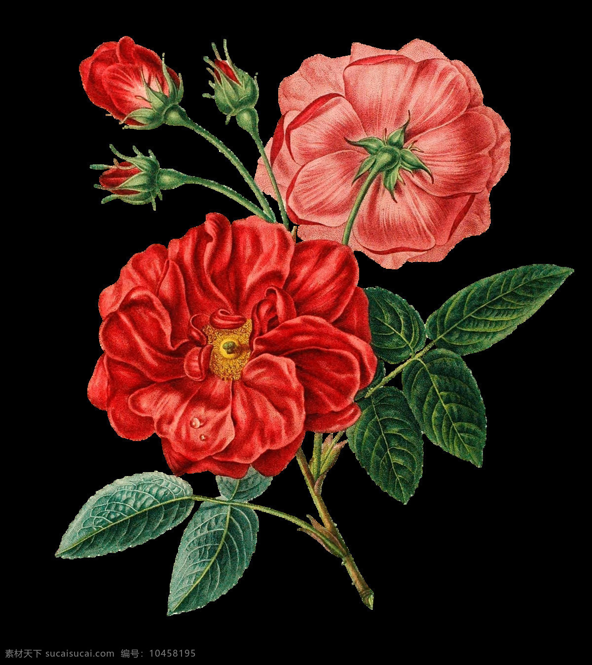红色 花朵 花蕾 元素