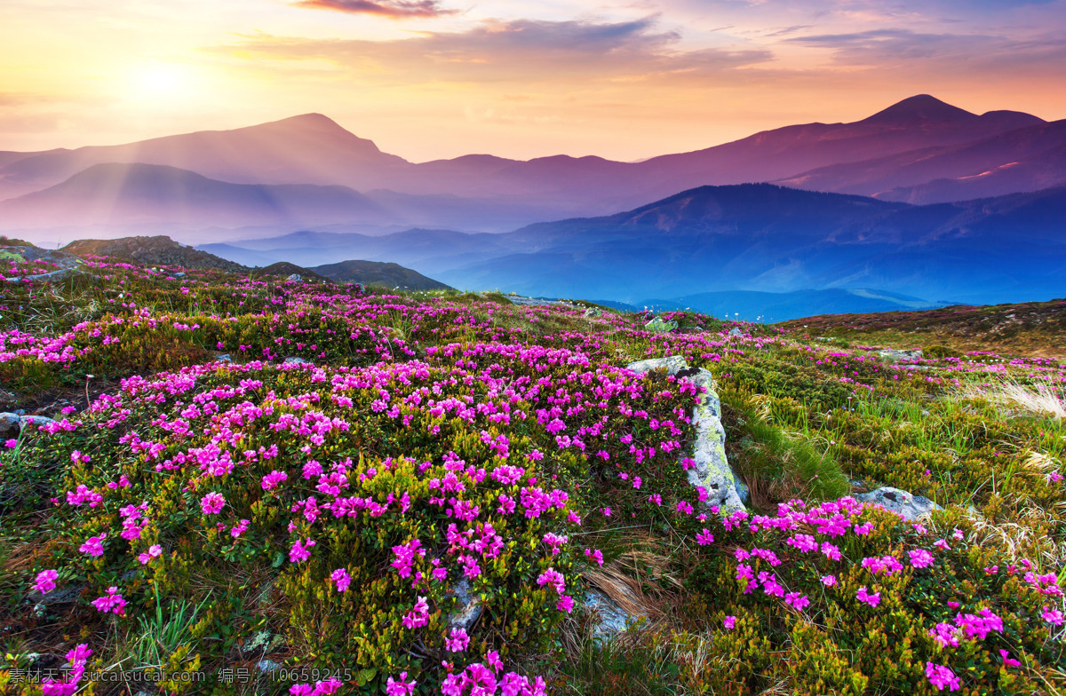 山峦 鲜花 阳光 风景图片素材 风景图片