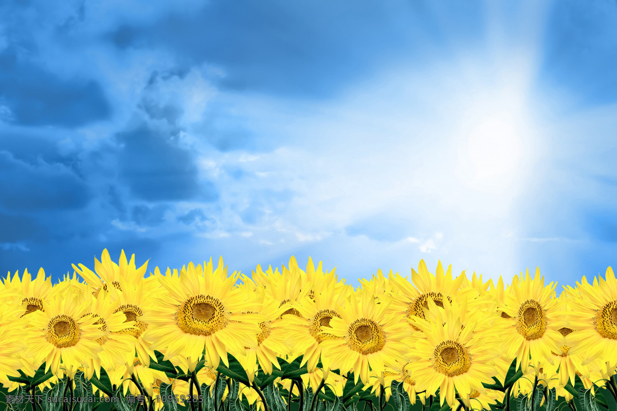 蓝天 下 盛开 向日葵 阳光 花朵 欣欣向荣 活力 生命力 旺盛 高清图库 生物世界 花草