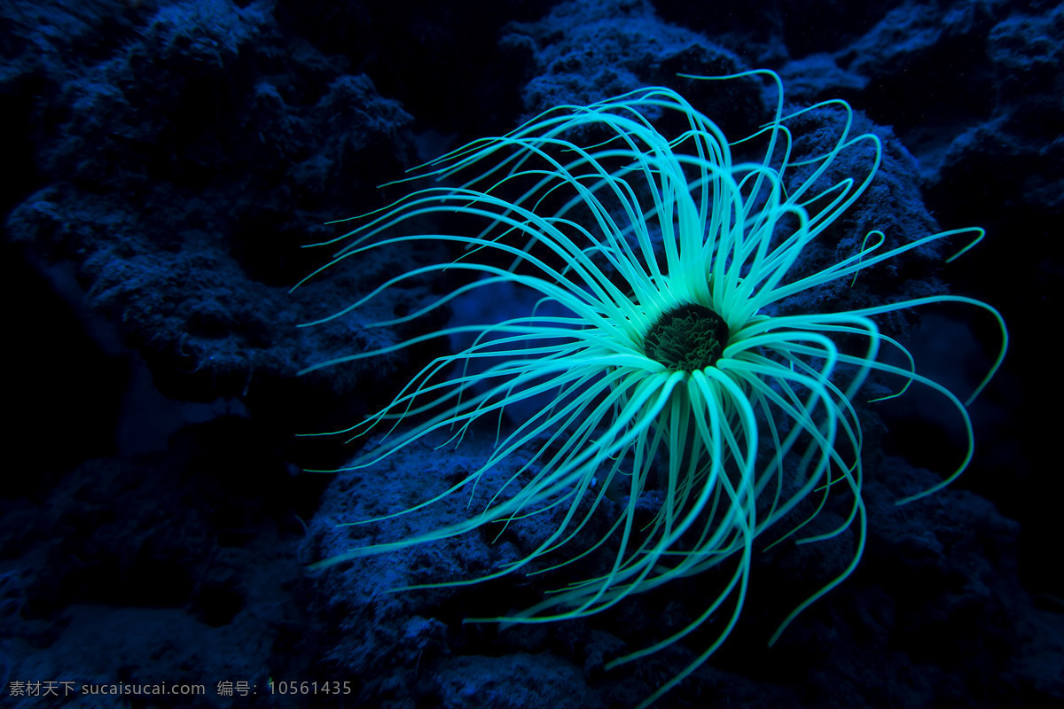 角海葵 生物 动物 海洋 海洋生物 生物世界