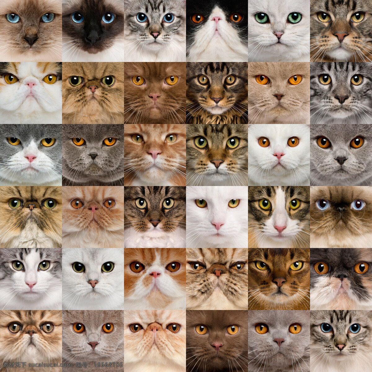 各种猫咪 各种 猫 高清 姿势 波斯猫 动物 眼睛 高清图片 家禽家畜 生物世界