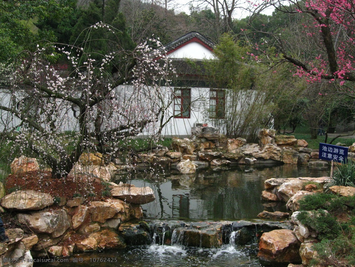 超山 公园 杭州 梅花 梅花背景 梅花素材 超山公园 公园一景 漂亮梅花 超山梅花 风景 生活 旅游餐饮