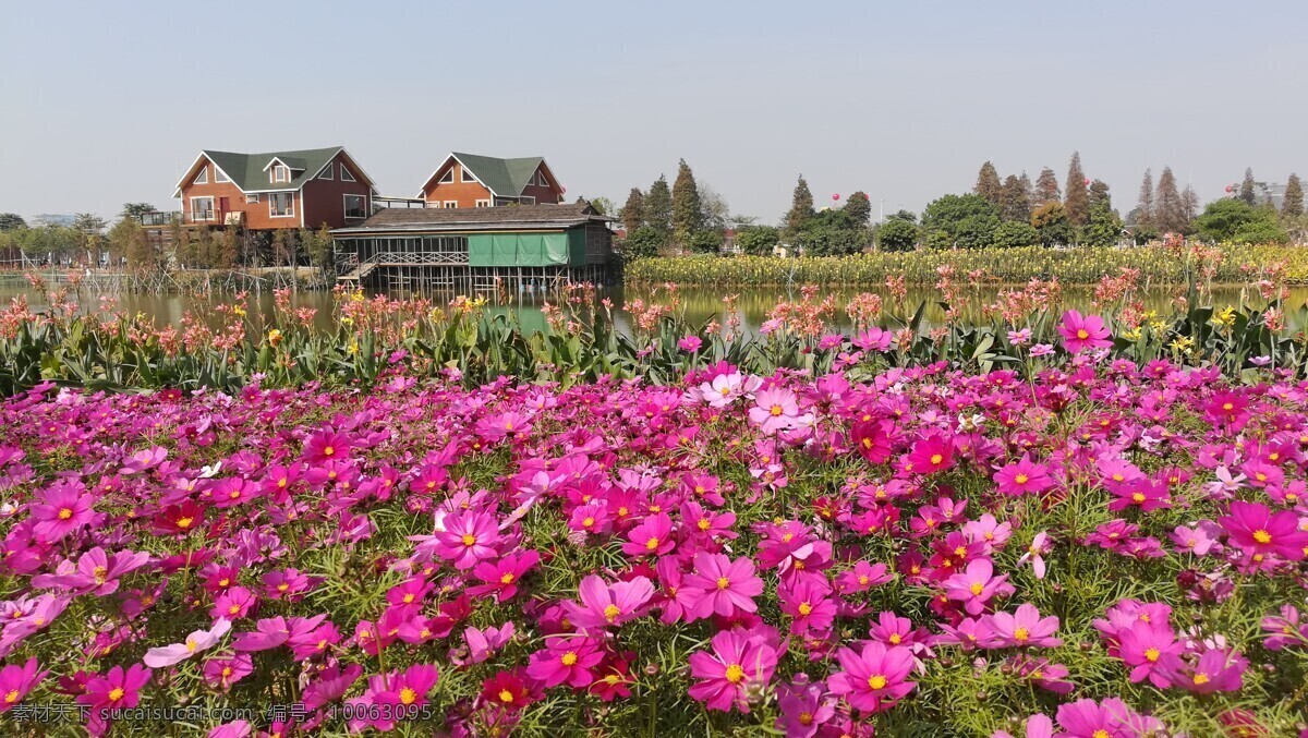 波斯菊风景 波斯菊 湖 自然风景 花海 菊花 生物世界 花草