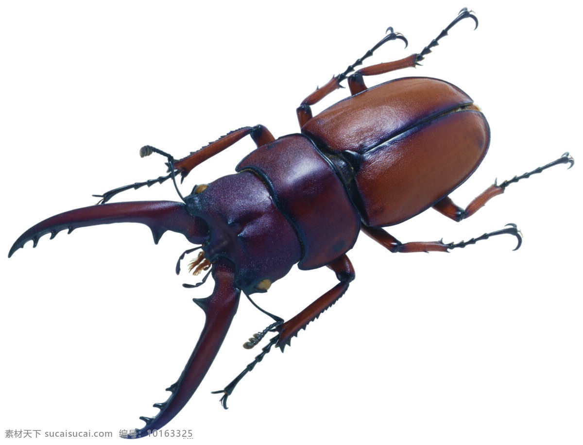 甲壳虫 生物世界 昆虫 百类昆虫 摄影图库