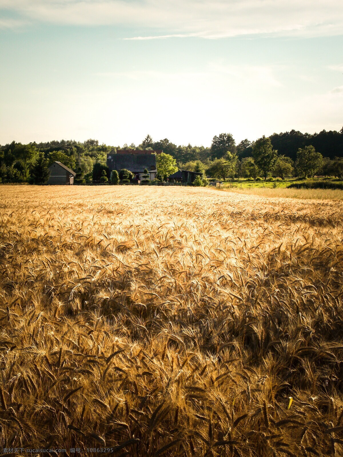 成熟 金色 麦田 风景图片 小麦 麦子 麦穗 稻田