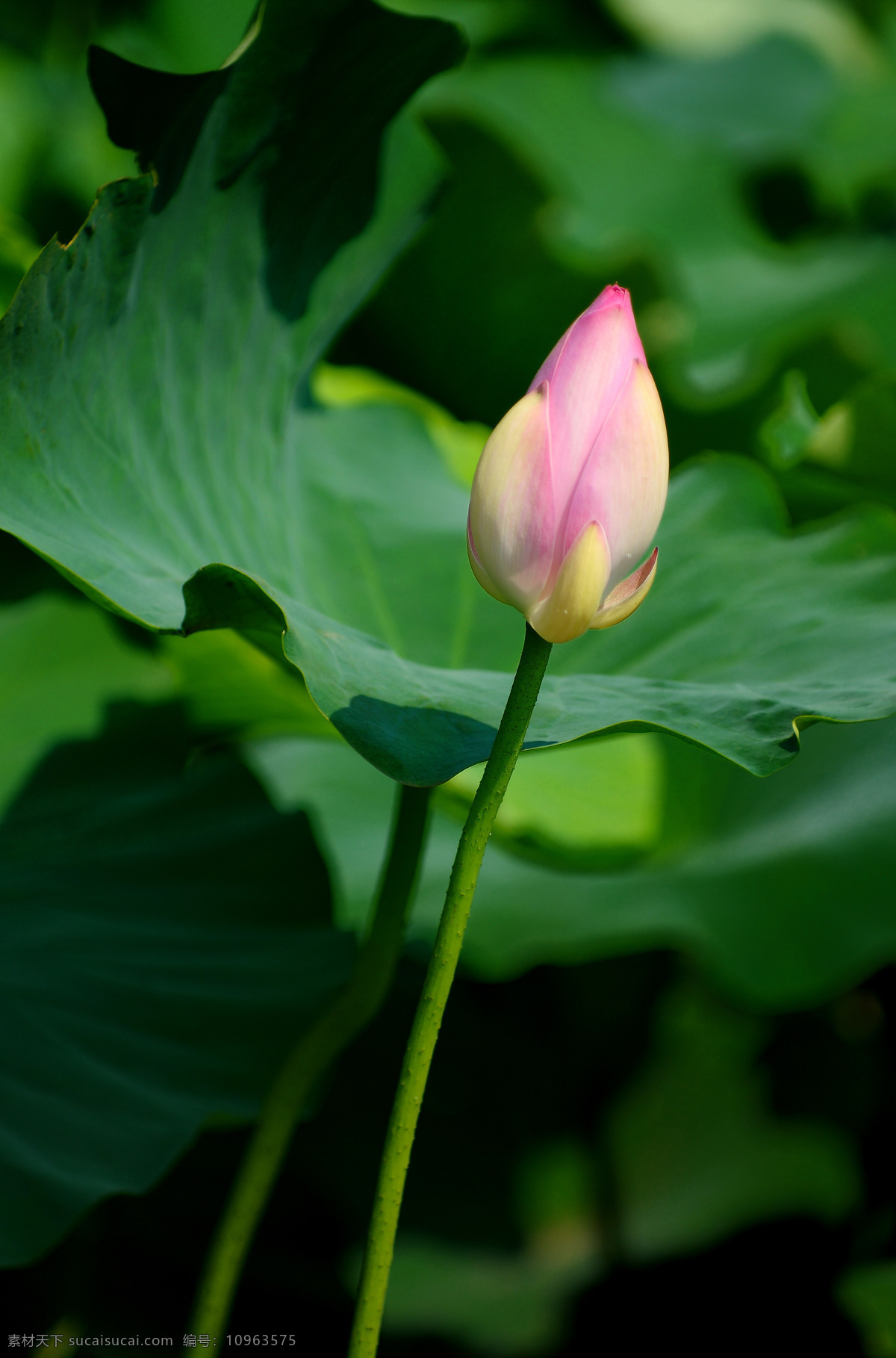 含苞欲放 荷花 花草 生物世界 摄影图库 300