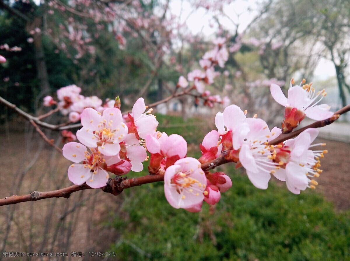桃花摄影 花卉 桃花 花朵 花 春天
