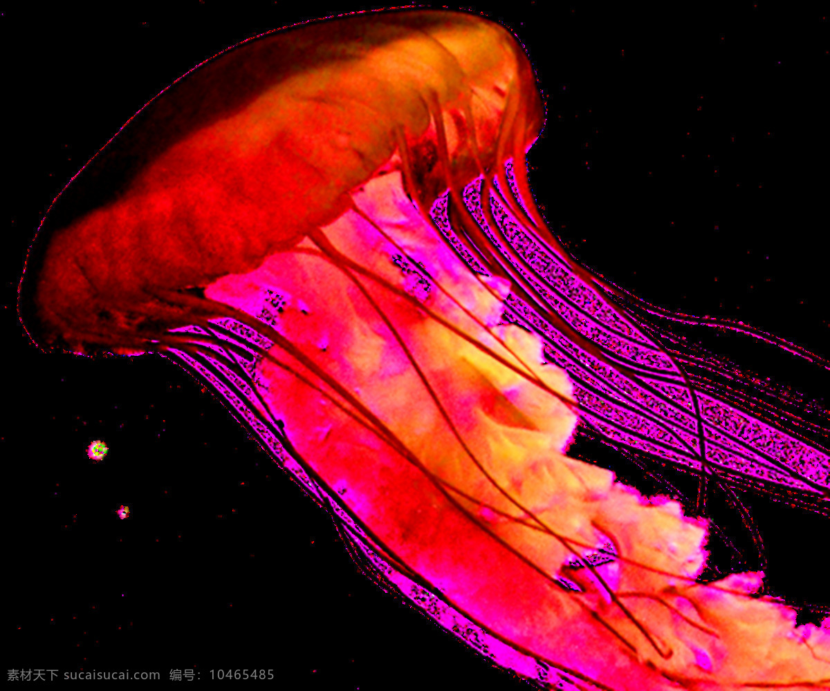 水母图片 水母 海蜇 png图 透明图 免扣图 透明背景 透明底 抠图 生物世界 海洋生物
