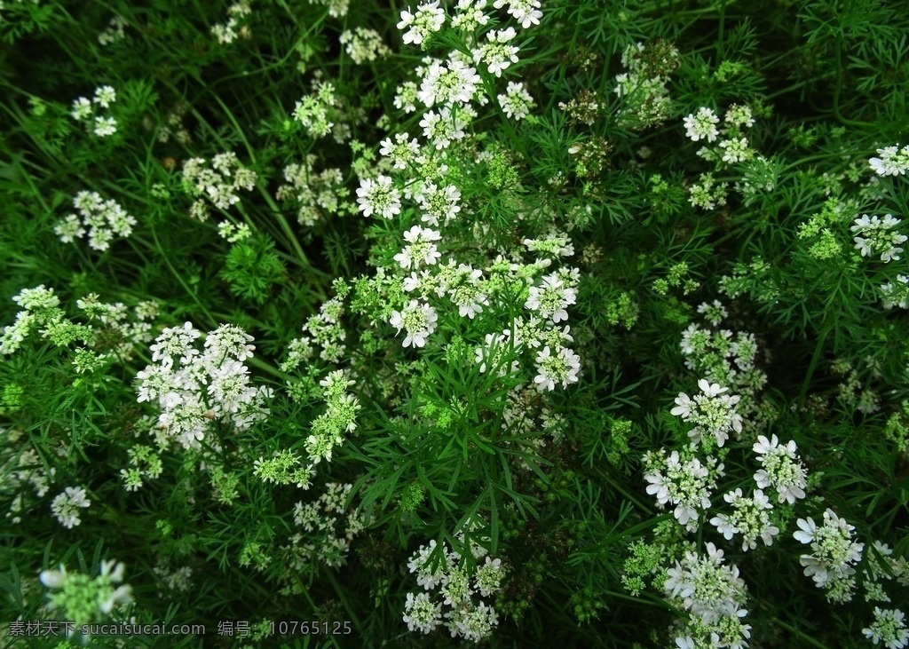 小白花 香菜花 绿叶 花丛 明溪新寨 酉水河 沅陵 凤滩 明溪 浪子客栈 茅草街 花和物 生物世界 花草