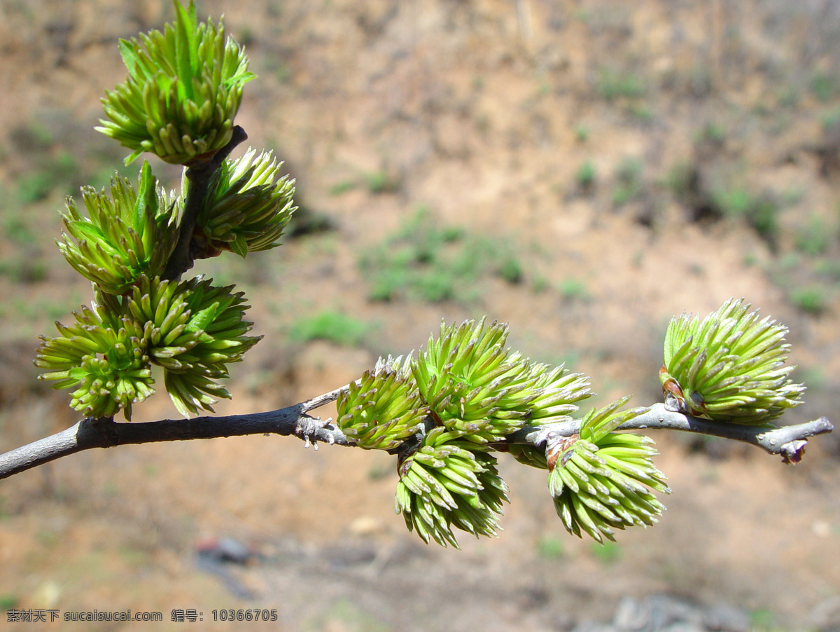 杜仲 杜仲雄花 杜仲雄花茶 中药 茶叶 绿叶 树木树叶 生物世界