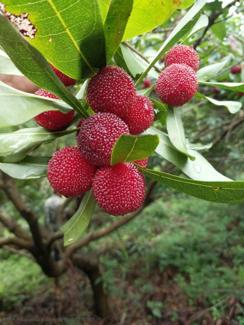 杨梅 梅子 红 绿色食品 水果 生物世界