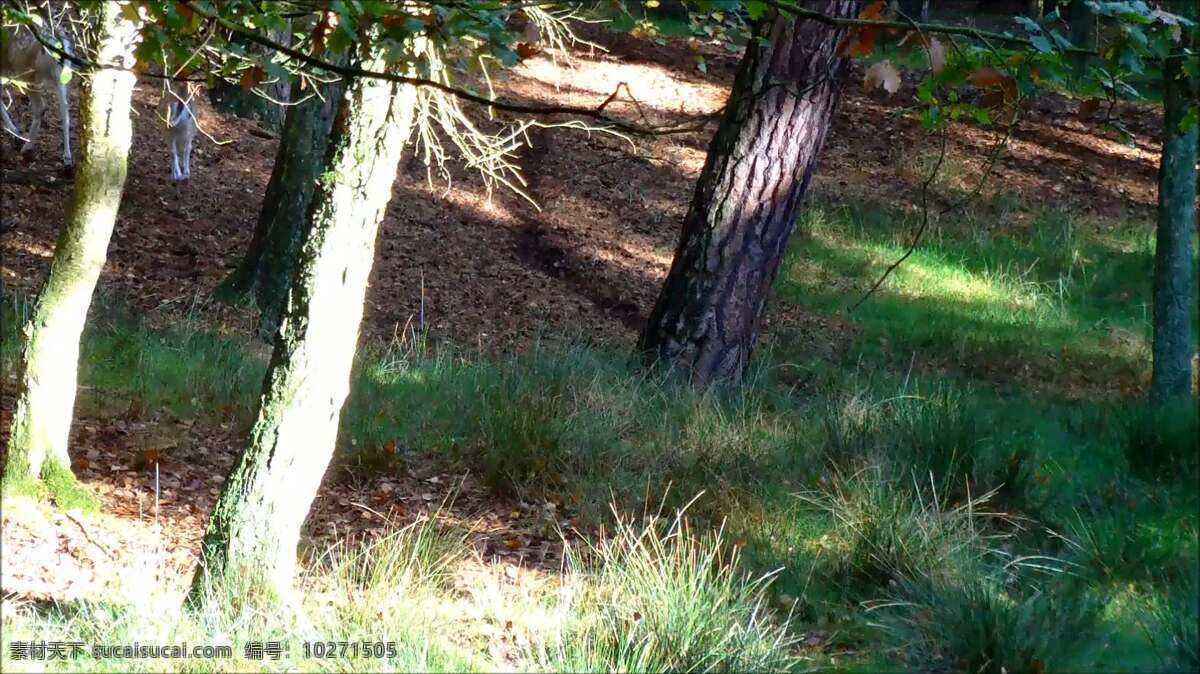 falloe 鹿 跑 动物 小鹿 运行 森林 草 害怕的 逃走 斑点 狩猎 有蹄类动物 欧洲 秋天 快速的 跳跃的