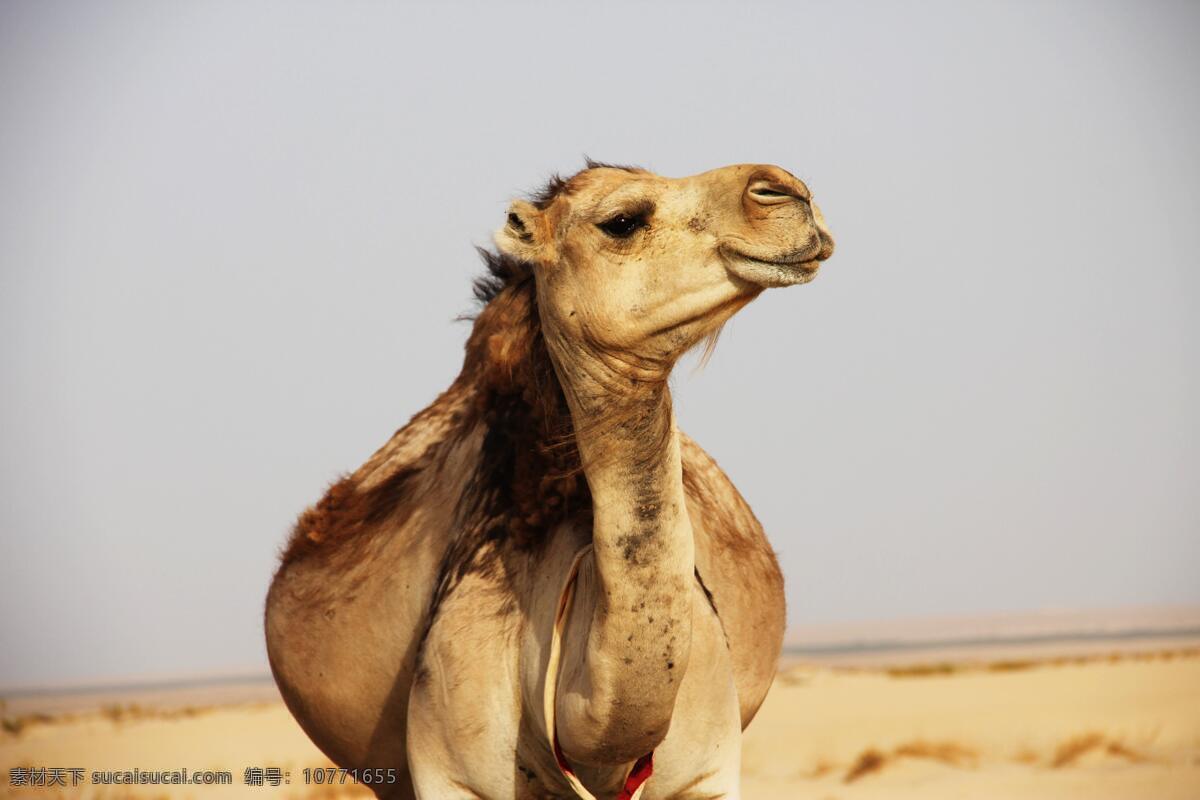 沙漠骆驼 骆驼 骆驼队 骆驼帮 骆驼运输 沙漠之舟 大漠 生物世界 家禽家畜