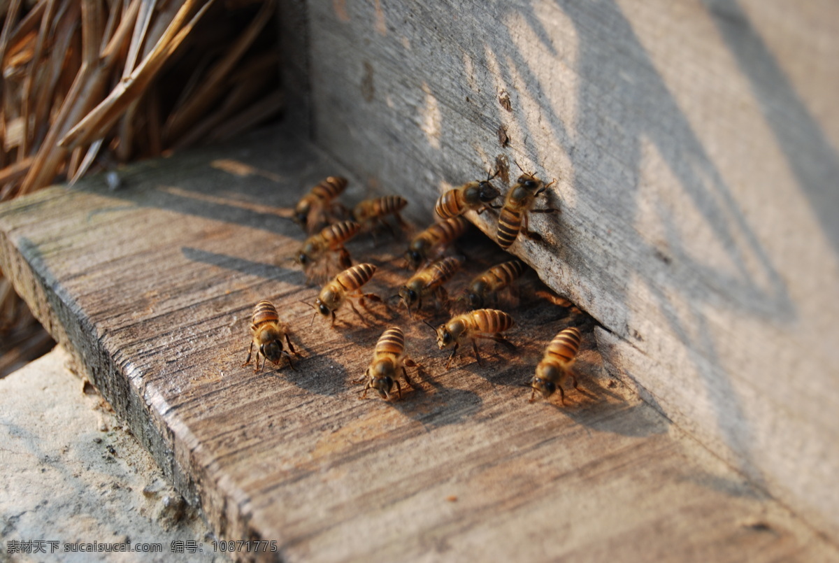 蜂窝 昆虫 蜜蜂 生物世界 蜜蜂槽 散热的蜜蜂 工蜂 蜂箱外