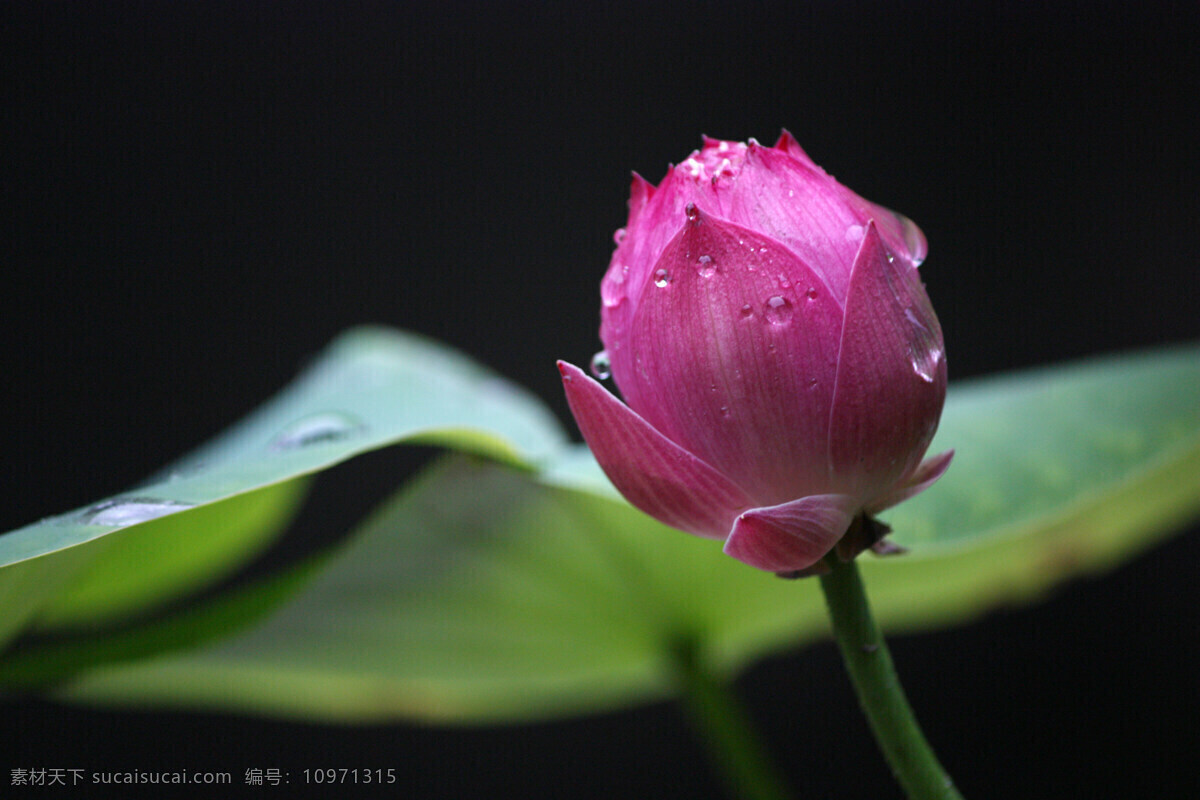 荷花 粉色 绿叶 夏天 生态 荷叶 唯美 含苞欲放 生物世界 花草