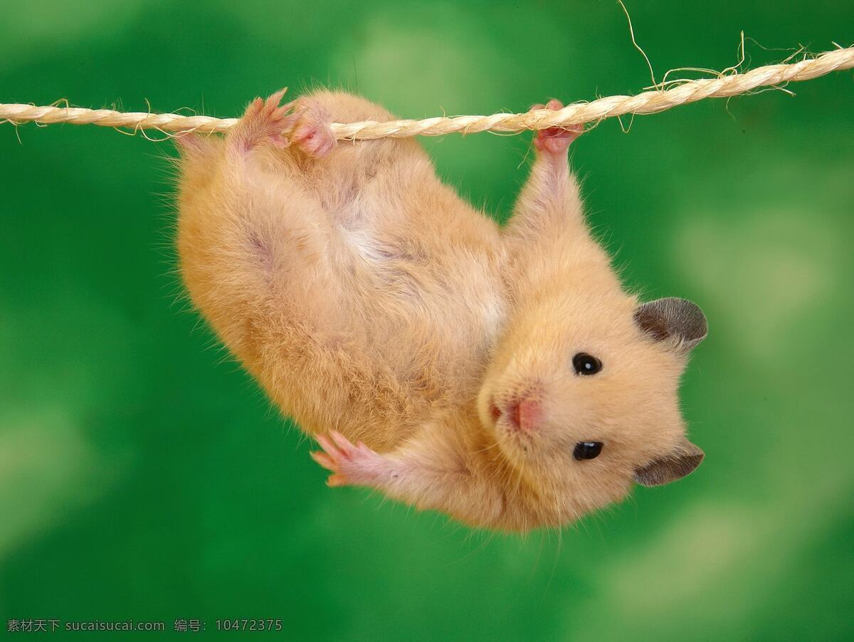 耍杂技的小鼠 金丝熊 仓鼠 过钢丝 萌宠 动物 生物世界 野生动物