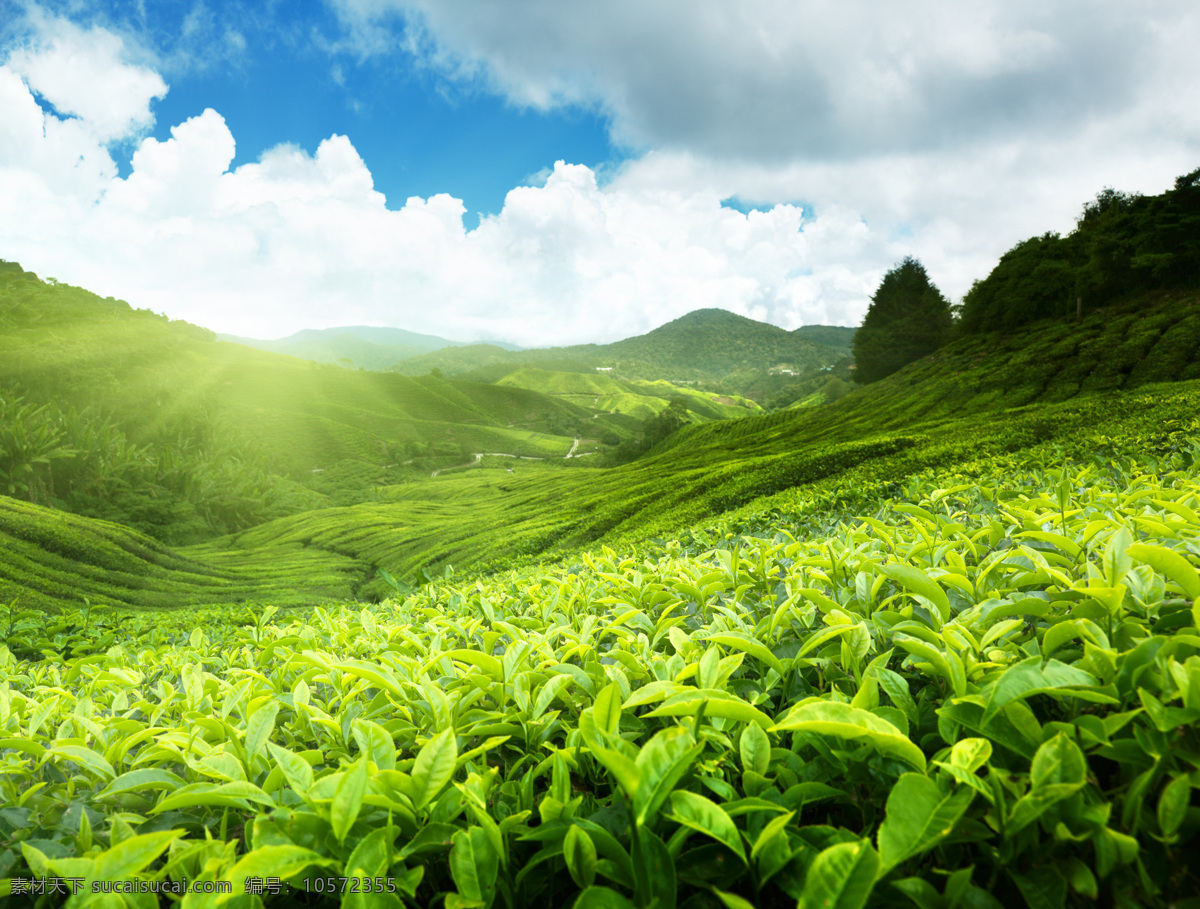 晴空茶园 晴空 茶园 晴空茶园图片 茶田 茶山 茶叶 绿茶 风景 自然风景 美丽风景 景色 自然景观 绿色