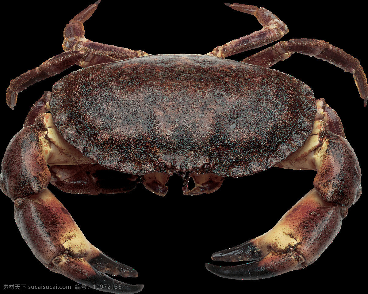 海鲜螃蟹图案 螃蟹 动物 蟹 海洋生物 大闸蟹 沈海蟹 节肢类生物 海鲜美味 生物世界