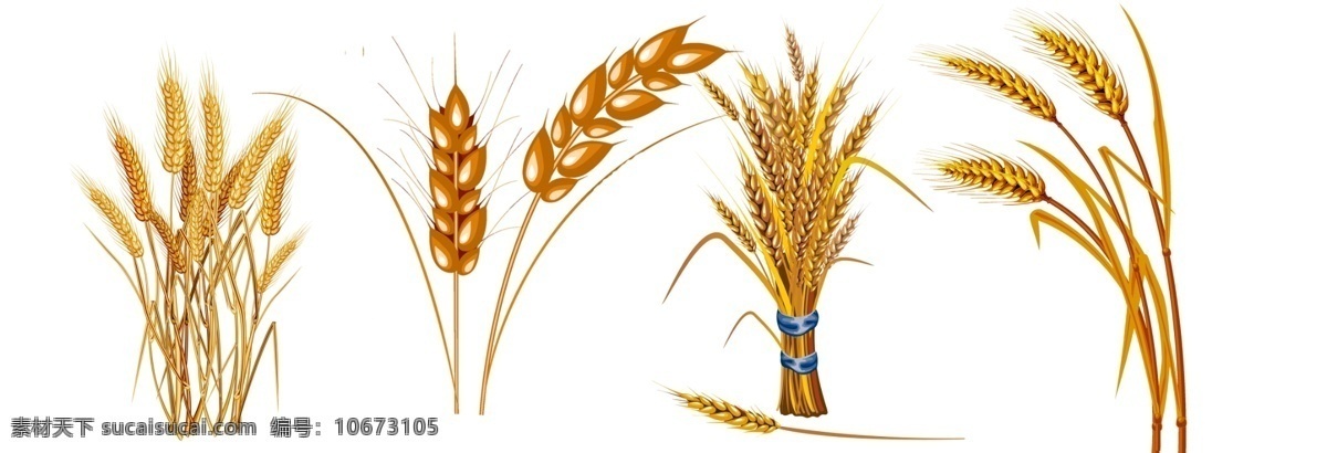 小麦 免 扣 高清 素材图片 小麦png 高清小麦图片 文件 小麦免扣素材 小麦素材 各种 生物世界 花草