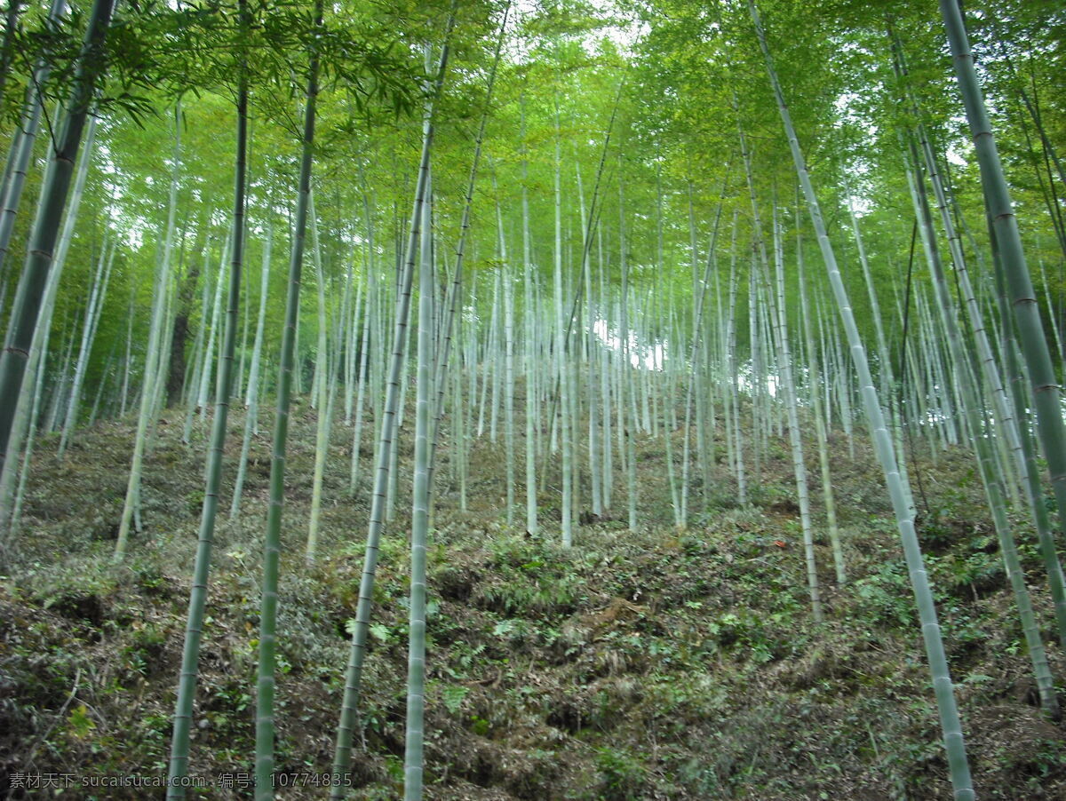 木 坑 竹海 山竹 生物世界 树木树叶 竹子 木坑竹海 矢量图 日常生活