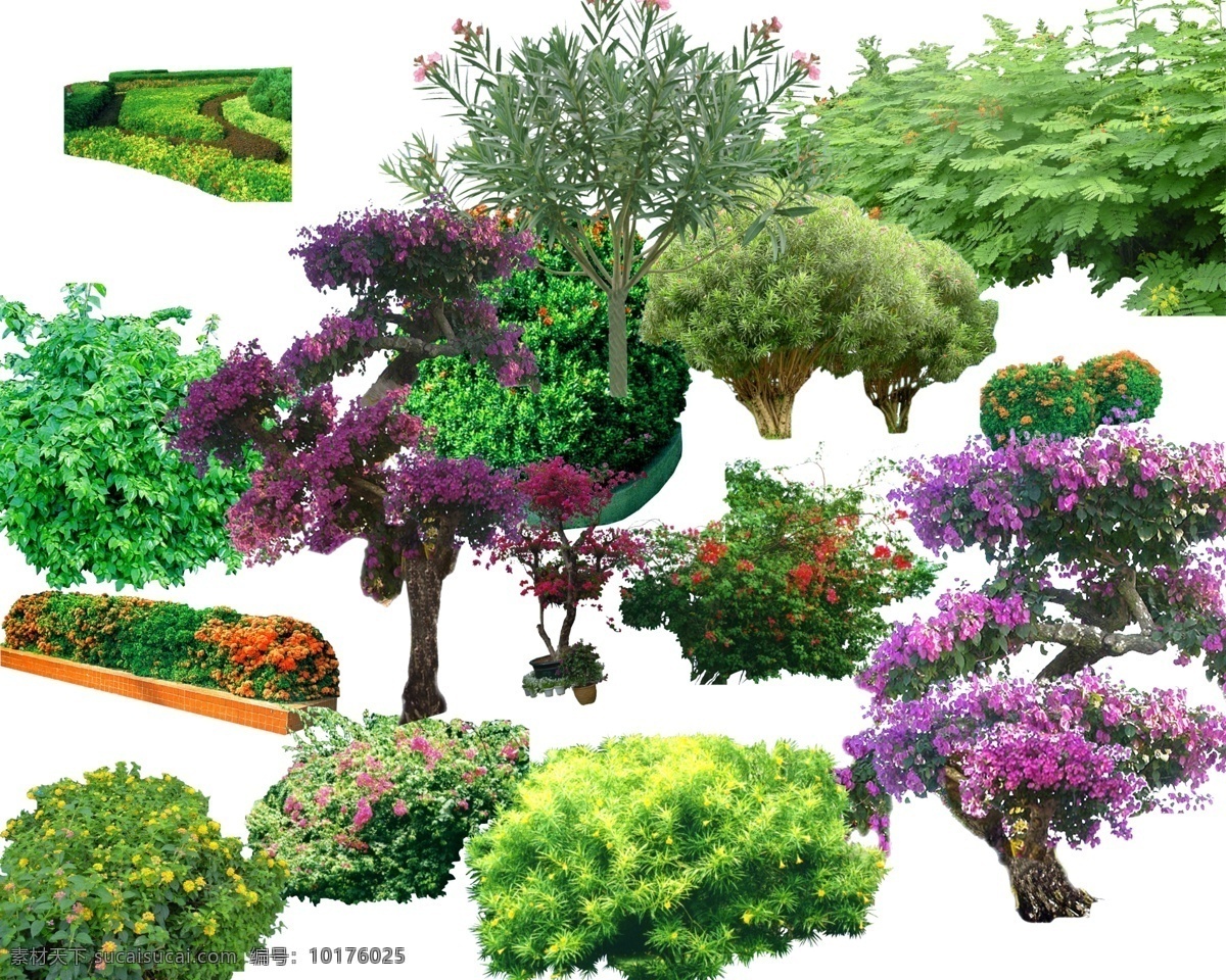常用植物素材 常用乔木 乔木素材 园林植物素材 园林素材 植物 室外植物 三角梅 植物素材 灌木 乔木 灌木素材 分层 源文件