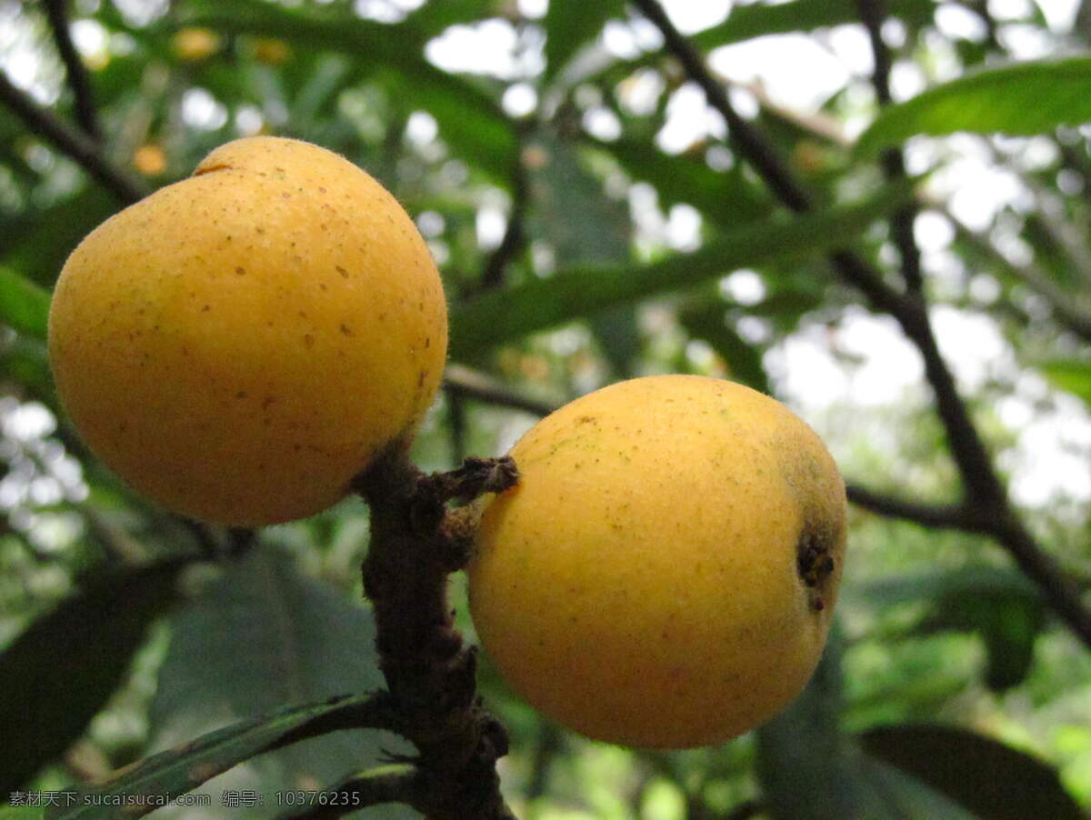 塘栖枇杷节 塘栖枇杷 水果 生物世界