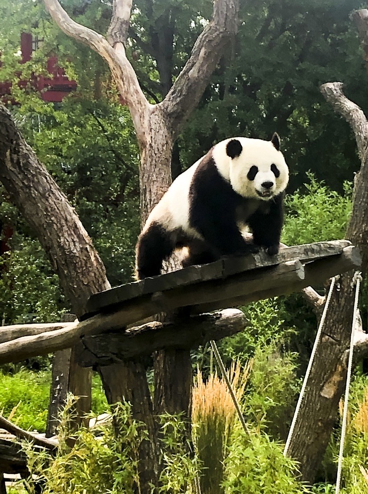 可爱 大熊猫 可爱的 国宝动物 野生动物 摄影图片 生物世界