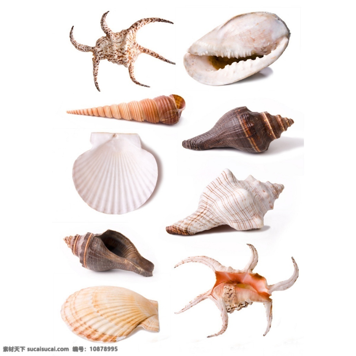 海鲜 贝壳 动物 音乐 海洋 食物 装饰 保护 餐饮 海螺