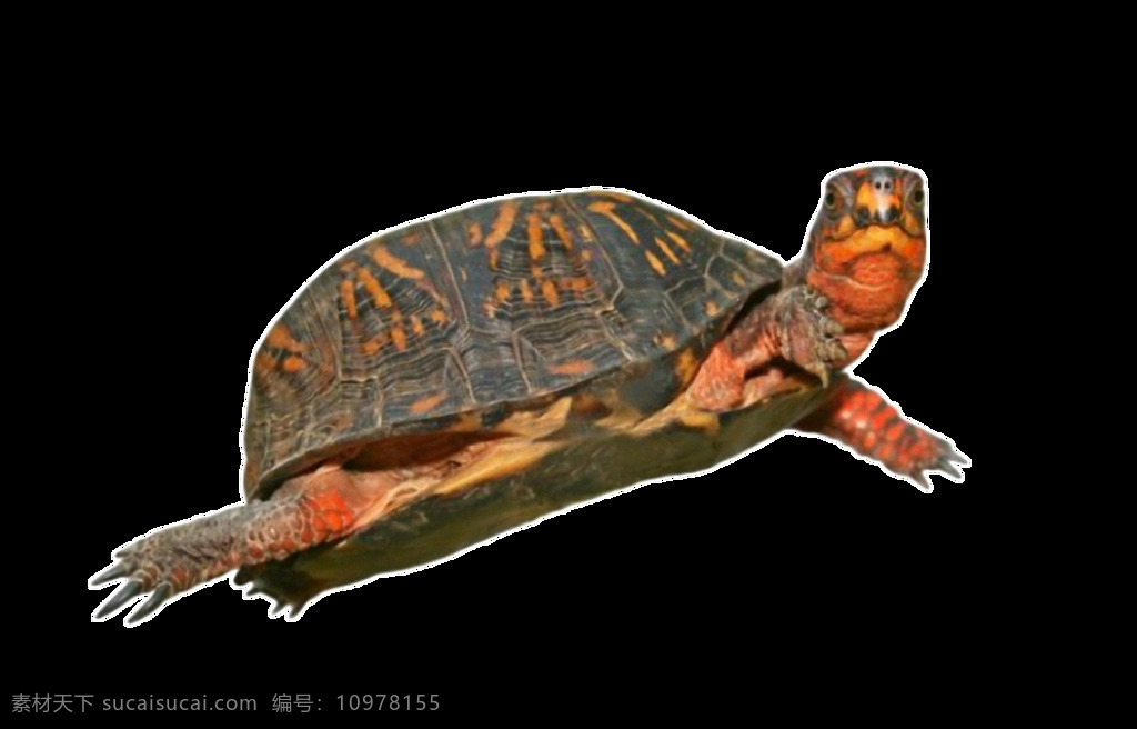 游泳 姿态 乌龟 免 抠 透明 乌龟图片 小乌龟图片 宠物乌龟 可爱乌龟 乌龟广告图片 乌龟素材 乌龟海报图片