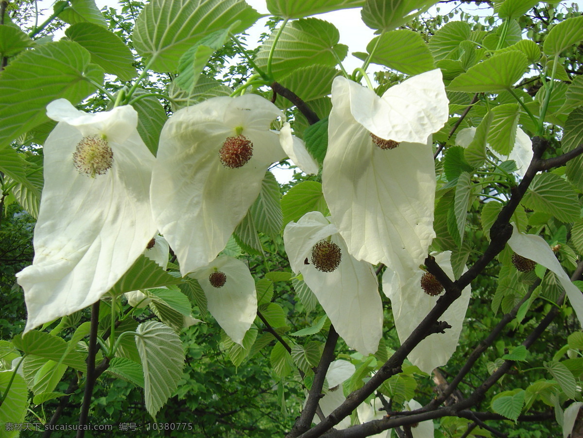 珙桐 鲜花素材 花卉 白色花朵 绿叶 花草 生物世界