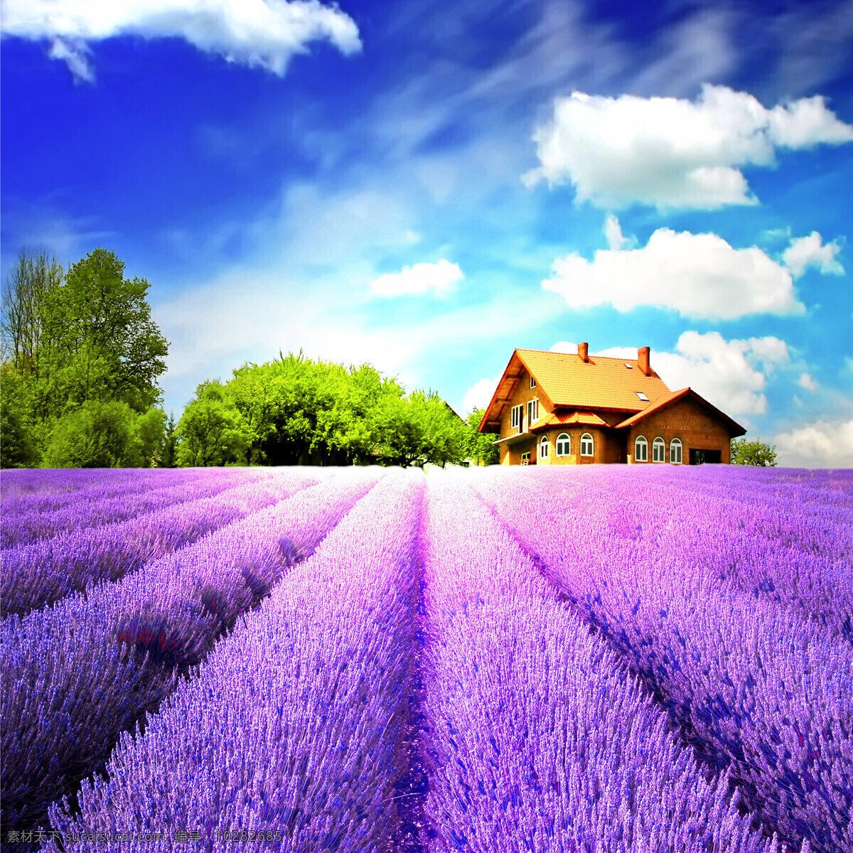 薰衣草 风景 植物 草地 紫色 花朵 花海 装饰 背景 图案 浪漫 天空 云朵 户外 山水风景 自然景观