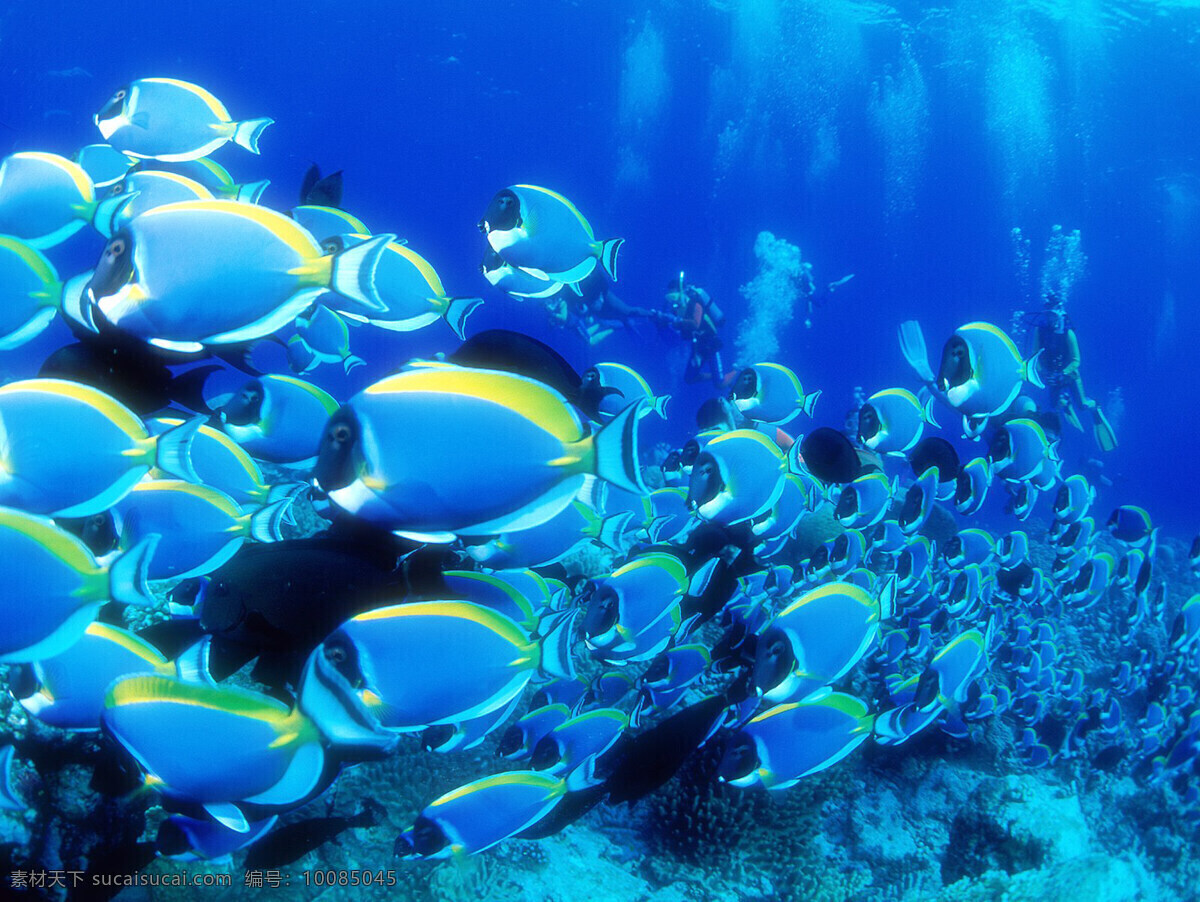 海洋生物 海底世界 海洋 礁石 生物世界 鱼 鱼类 珊蝴礁石 珊蝴 海底景色