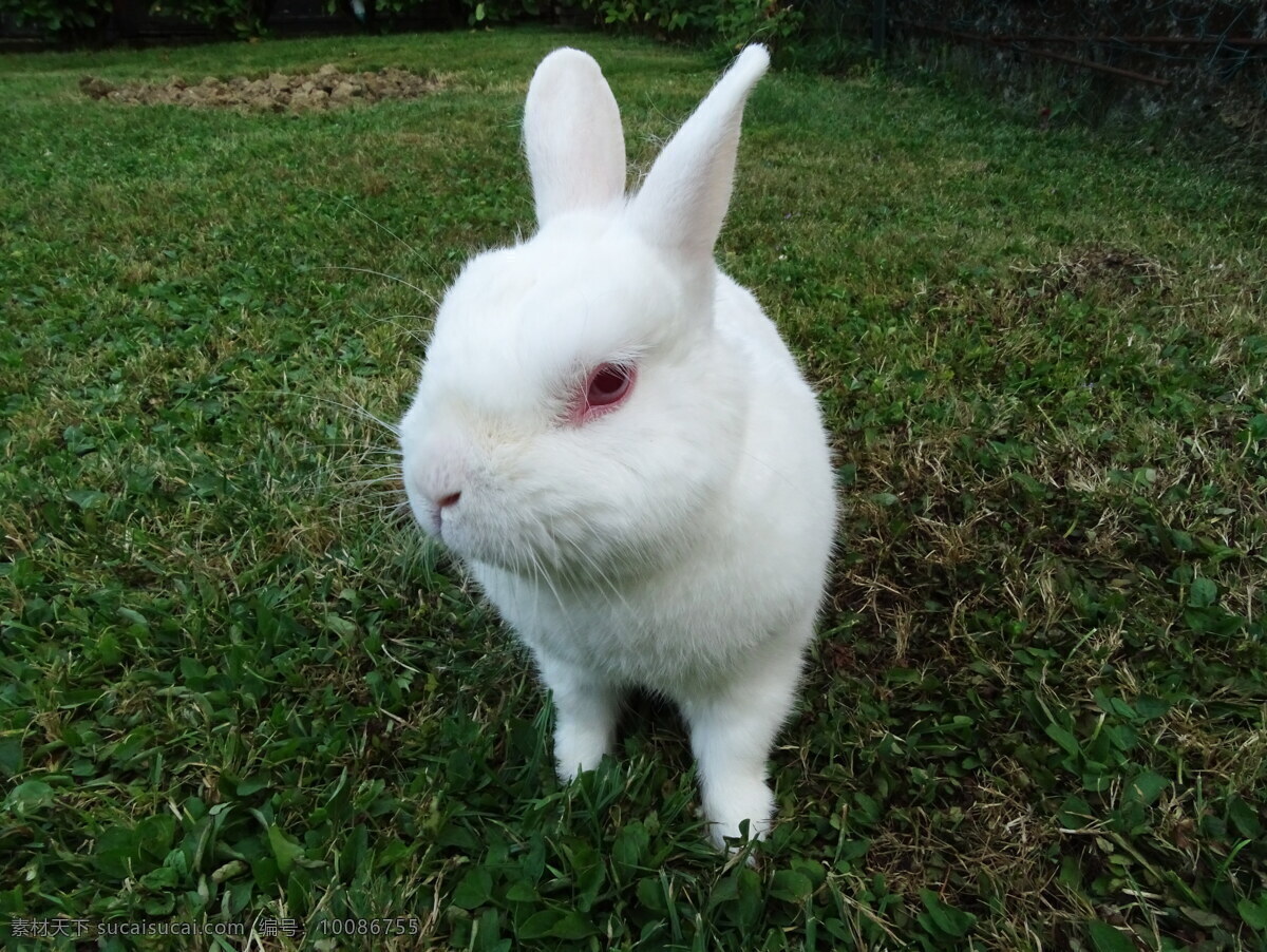 可爱 小 兔子 高清 白兔 小白兔 草地 小草 青草