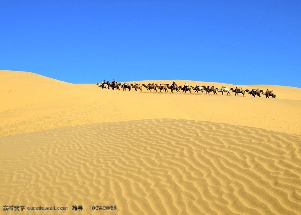 沙漠中的驼队 沙漠 骆驼 驼队 蓝天 金色的沙漠 响沙湾 国内旅游 旅游摄影