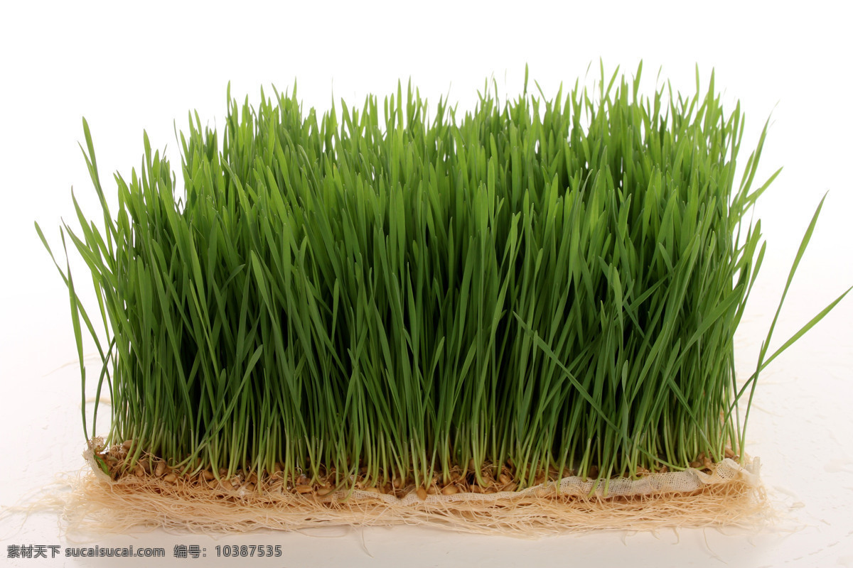 小麦草 翠绿 新鲜 食欲 清晰 生物世界 花草