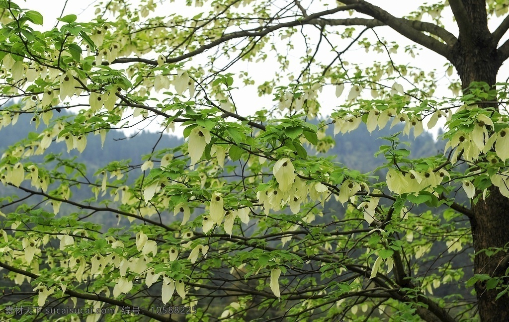 鸽子花 花 花卉 植物 森林 野花 珙桐树 构树果子 野生珙桐 原始森林 植物活化石 摄影作品 自然景观