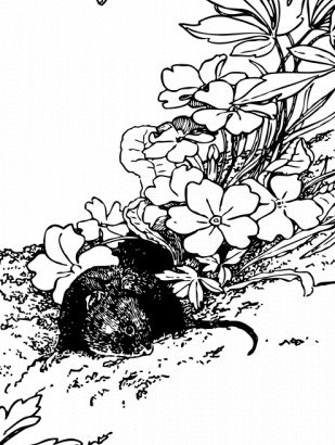 自然 图像 矢量 田鼠 草地 地面 动物 花卉 剪贴画 鼠标 艺术 剪辑 svg 小鼠 场 矢量图 生物世界
