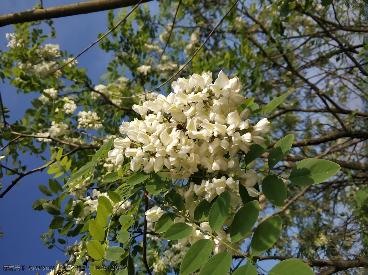 洋槐花 洋槐树 花 白花 花花 摄影作品 生物世界 花草