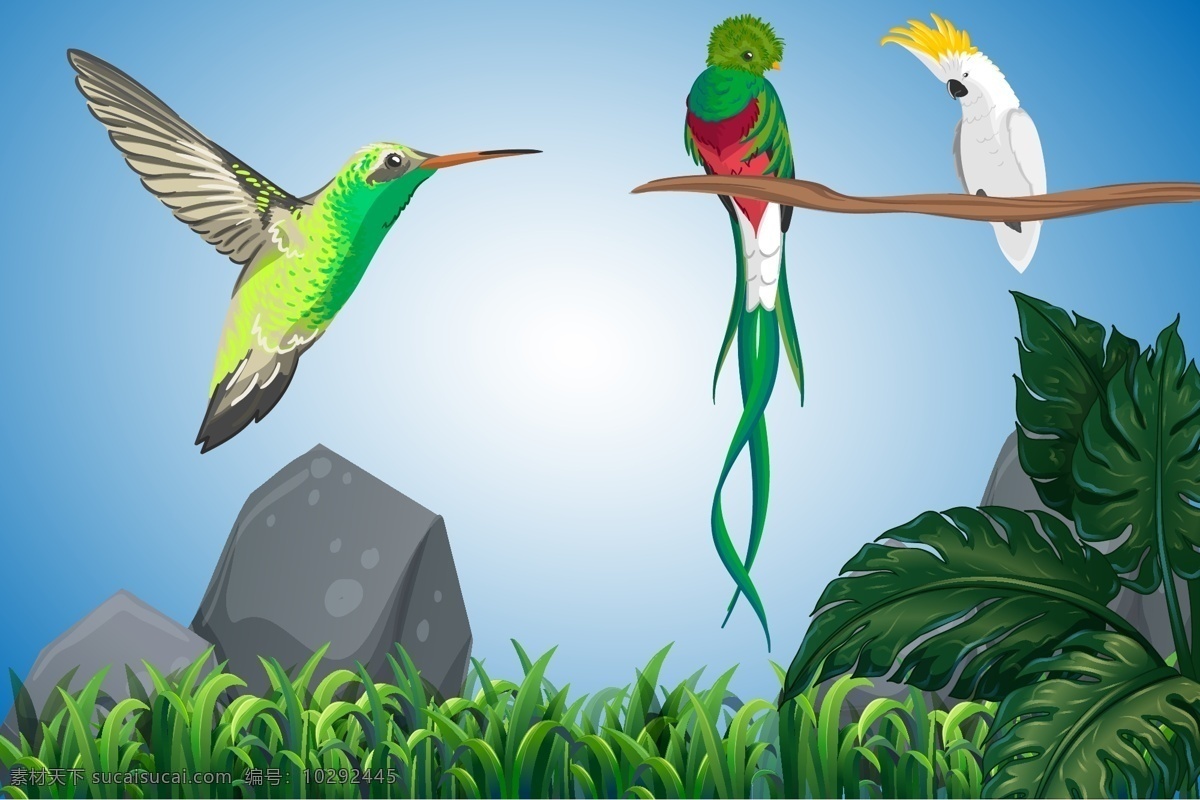 小鸟 蜂鸟 花草 绿鹦鹉 鸟类素材 鸟类 卡通鸟 动物 白鹦鹉 石头 卡通 插画 矢量鸟类 生物世界