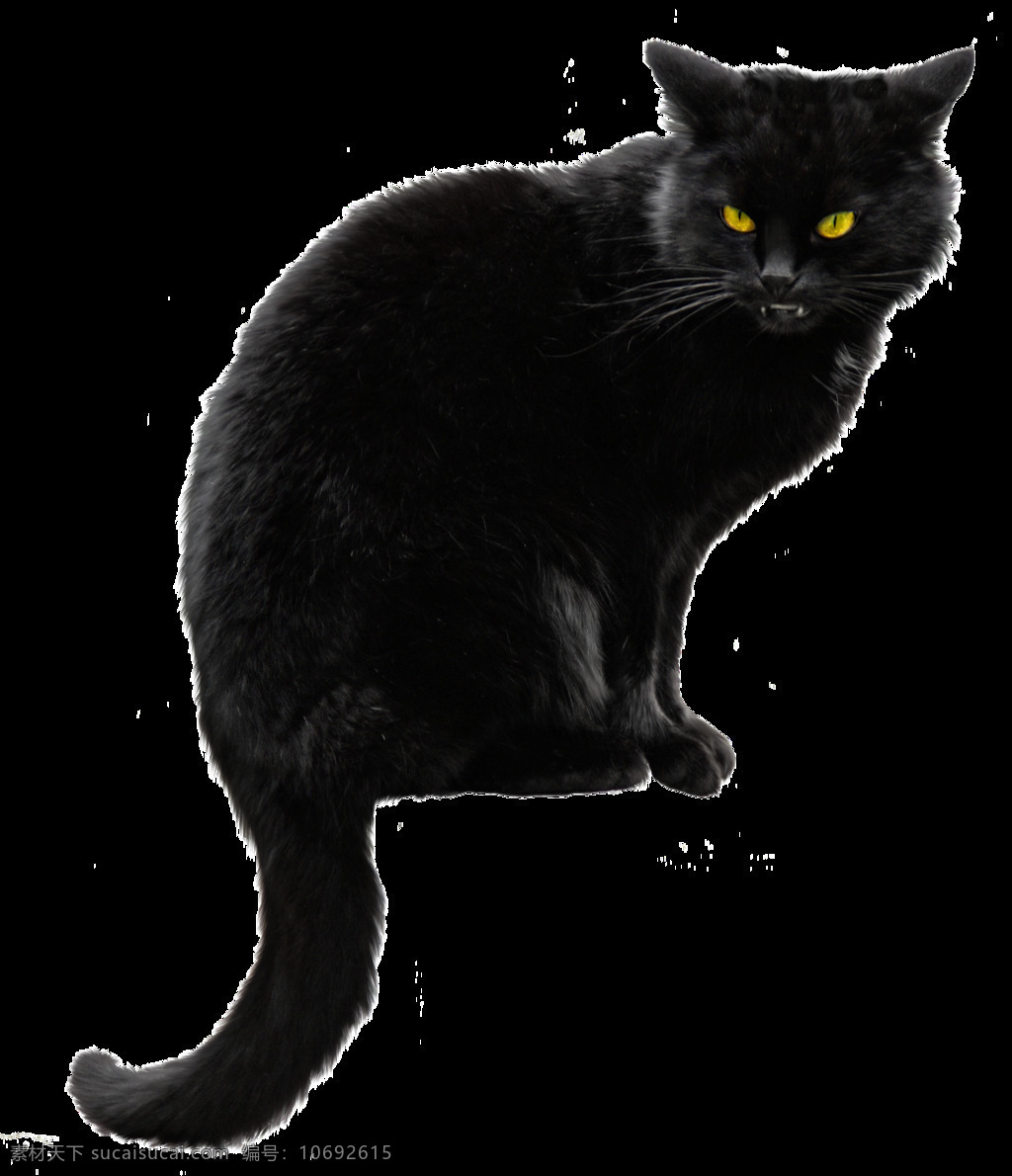 蹲 黄 眼 黑猫 免 抠 透明 可爱 可爱黄眼黑猫 小 小猫咪图片 小猫图片高清 小猫图片 猫咪素材 小猫素材