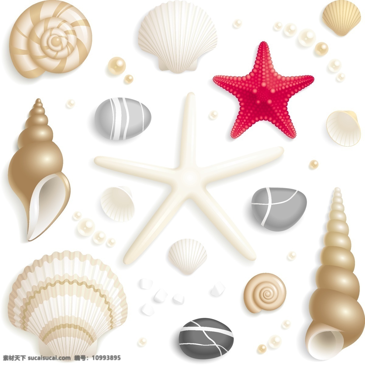 贝壳 可爱 矢量 图标 集 web 插画 创意 海螺 海马 免费 图形 病 媒 生物 时尚 独特的 原始的 高质量 质量 新鲜的 设计新的 壳 壳图标 贝壳图标 psd源文件