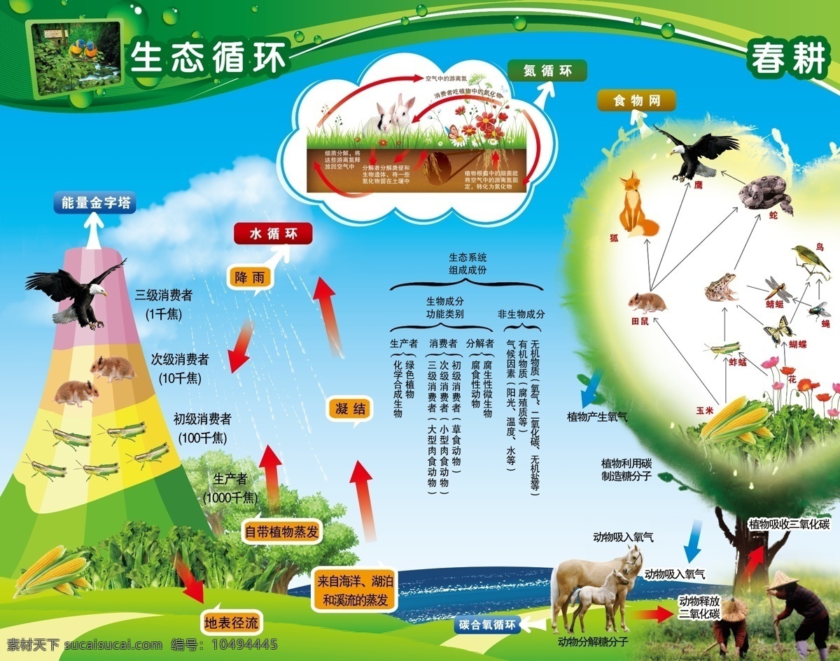 生态循环 生态 循环 示意图 动物 植物 氮循环 水循环 食物链 展板类 展板模板 广告设计模板 源文件