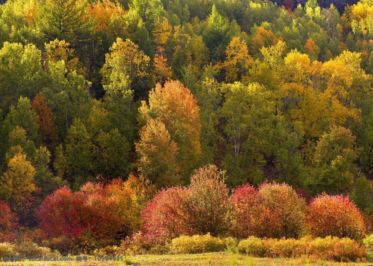 白狼林场 阿尔山 白狼 林场 大兴安岭 森林 水 风景 红黄 树木树叶 生物世界