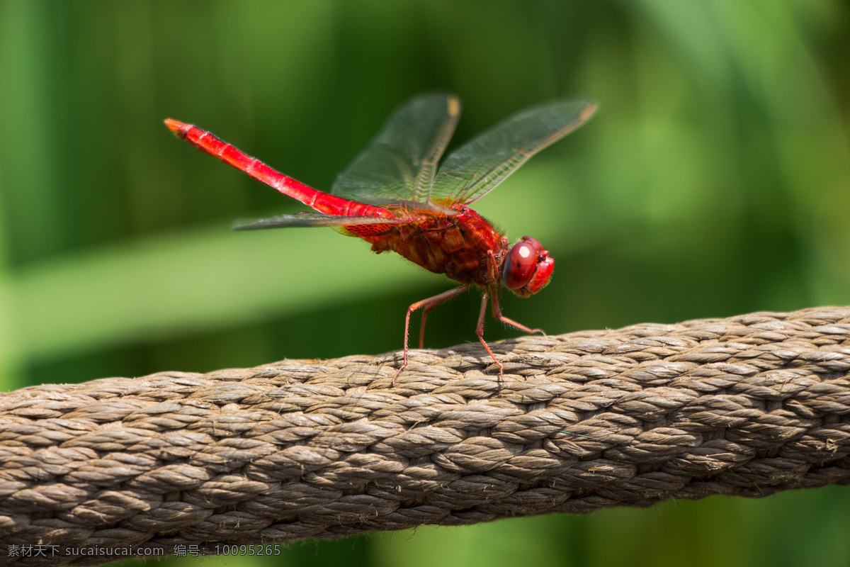 蜻蜓 红青蜓 昆虫 自然摄影 绿叶 树叶 微距 高清昆虫 自然景观 自然风景