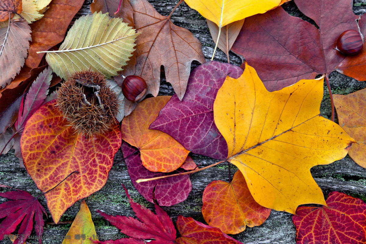 木板 上 秋天 树叶 各种 形状 秋天树叶 树叶摄影 山水风景 风景图片