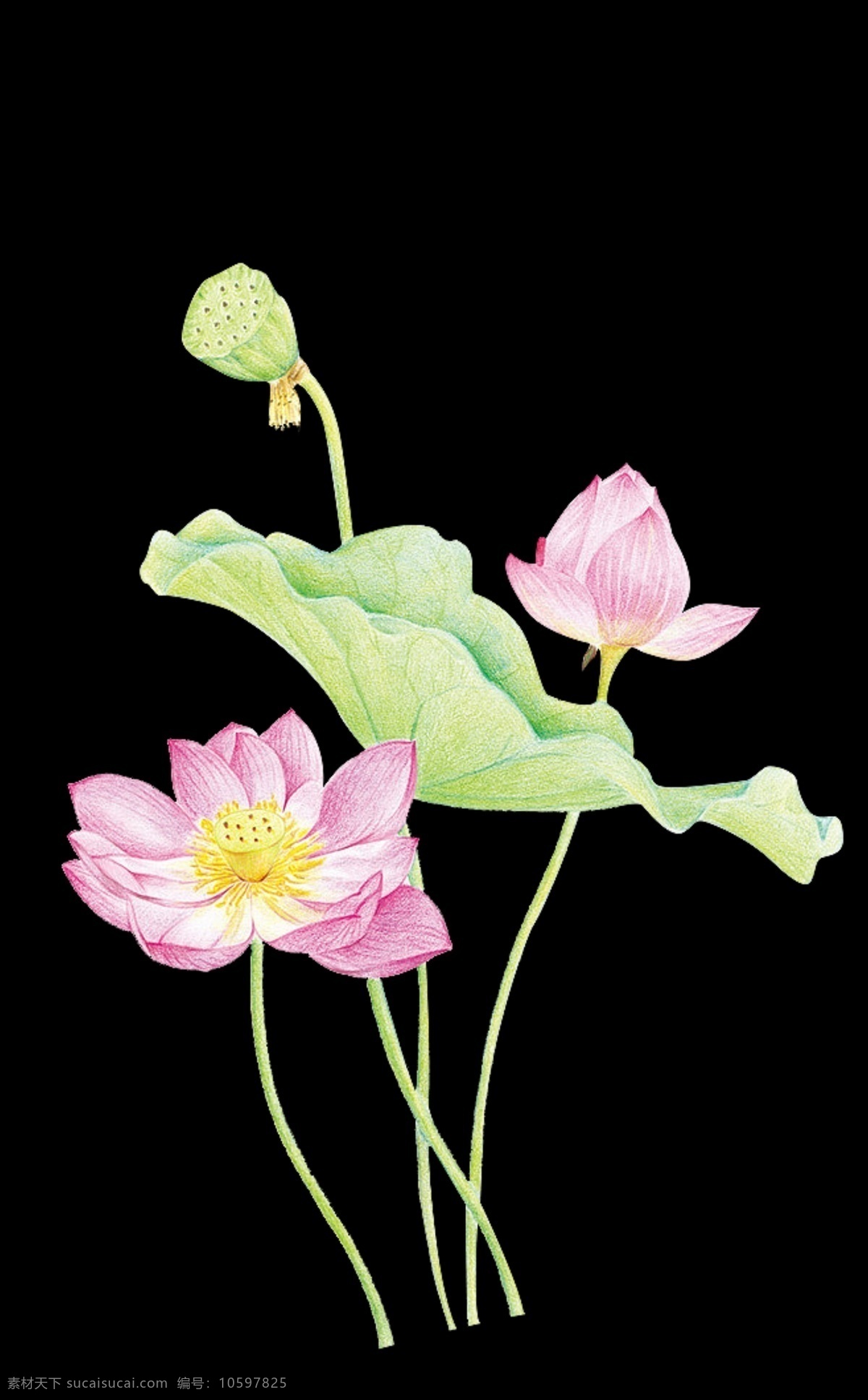 png格式 psd源文件 春天素材 海报设计元素 海报素材 花朵 玫瑰花 免费 牡丹