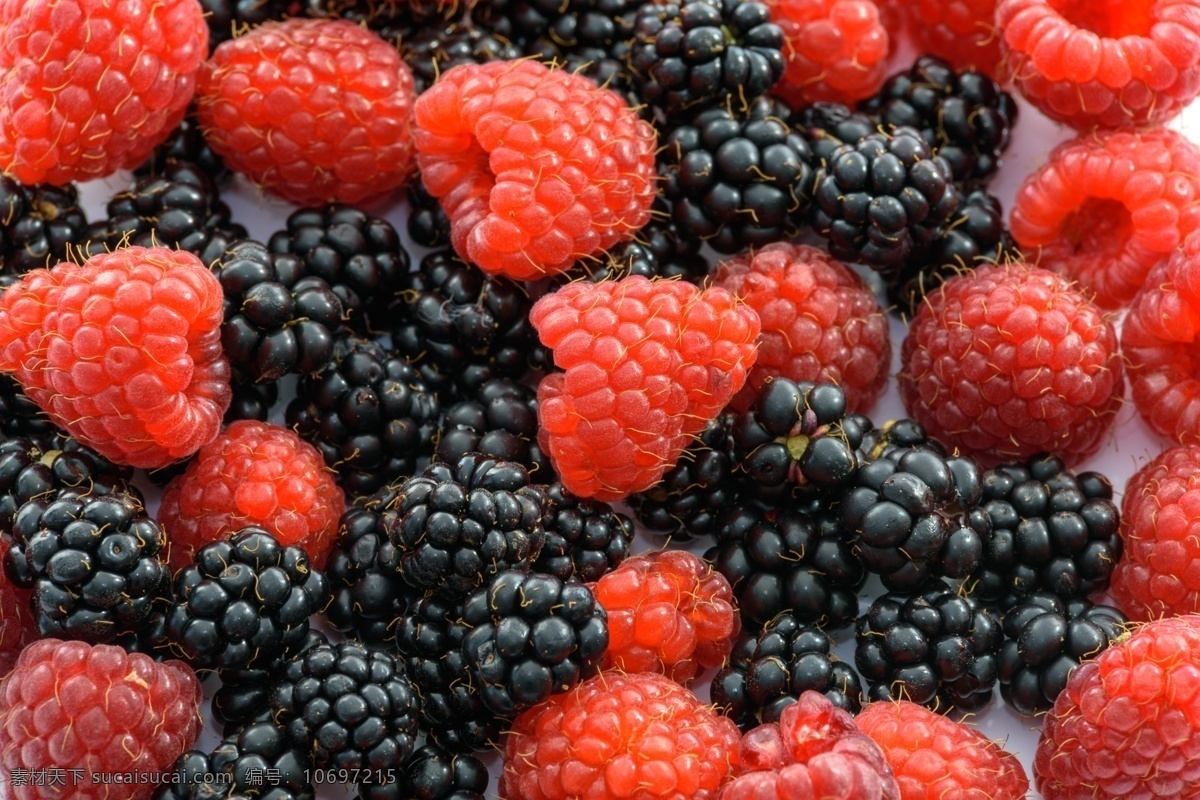 黑红 野生 山 莓 水果 小红莓 黑莓 进口水果 健康 新鲜水果 生物世界