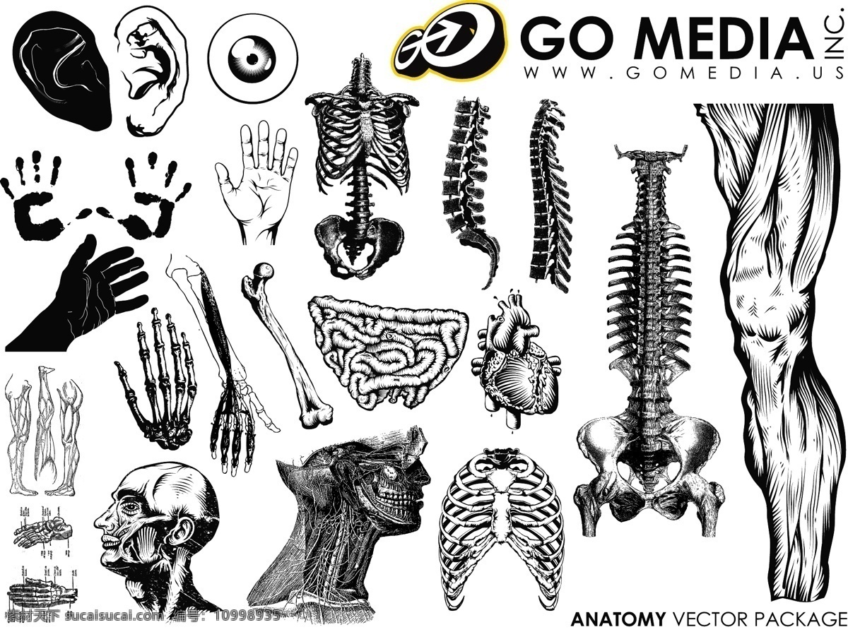 gomedia 出品 矢量 人体 部位 器官 材料 耳 骨 配件 人力 人体器官 身体 生产 一方面 set6系列 矢量图 其他矢量图